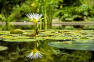 Ein Lotus erhebt sich über den See